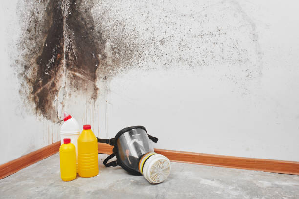 Best Toxic Mold Removal  in Ricardo, TX
