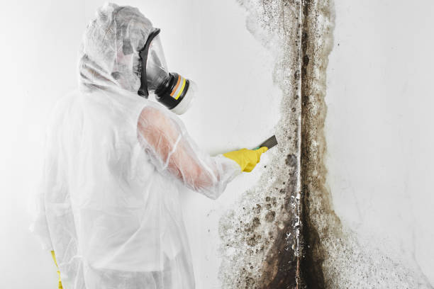 Ricardo, TX Mold Removal Company