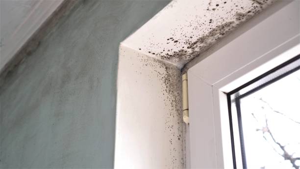 Best Mold Remediation  in Ricardo, TX