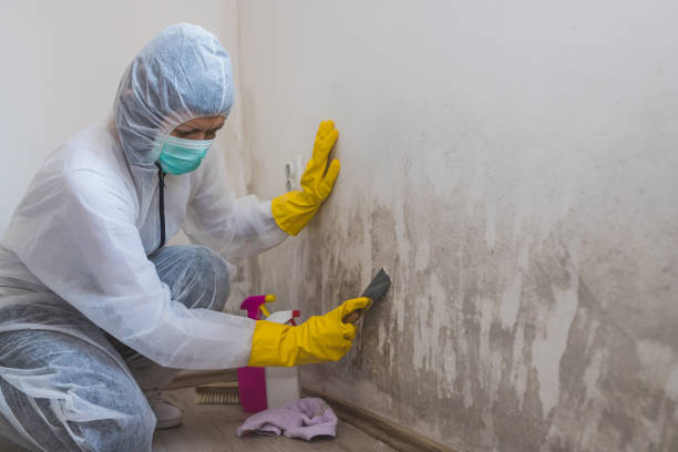 Best Same-Day Mold Removal  in Ricardo, TX