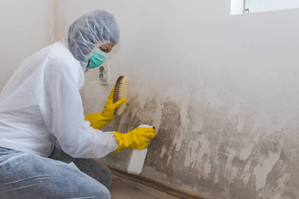 Best Mold Remediation Experts  in Ricardo, TX
