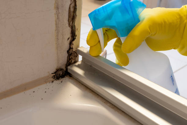 Mold Removal and Inspection in Ricardo, TX