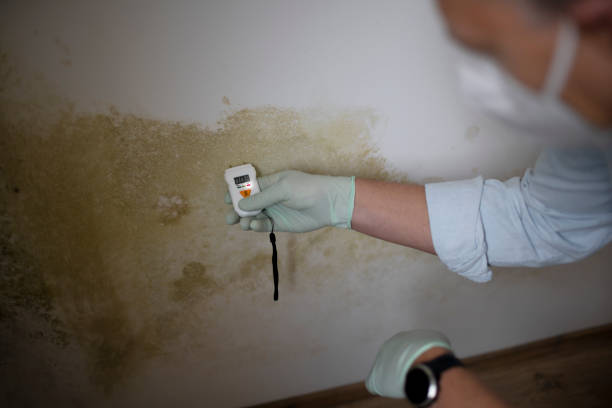 Best Mold Removal and Inspection  in Ricardo, TX