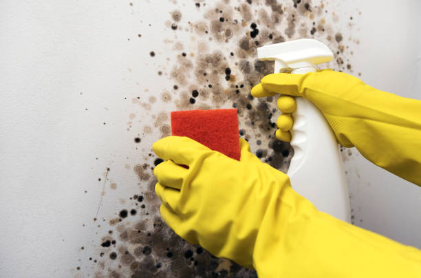 Best Mold Removal Company Near Me  in Ricardo, TX