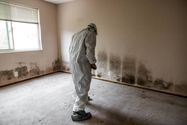 Best Mold Damage Repair  in Ricardo, TX