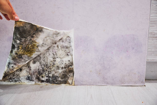 Best Mold Testing  in Ricardo, TX